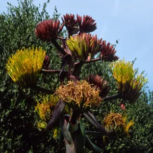 Agave shawii, Desert Section, Santa Barbara Botanic Garden
