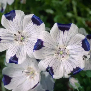 Nemophila maculata, Santa Barbara Botanic Garden