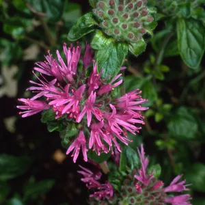 Monardella, Santa Barbara Botanic Garden, Home Demo