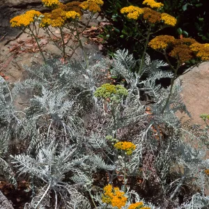 Eriophyllum nevinii, Entrance, Santa Barbara Botanic Garden
