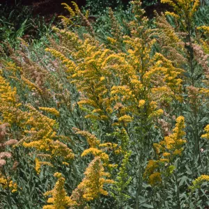 Solidago, Santa Barbara Botanic Garden