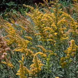 Solidago, Santa Barbara Botanic Garden