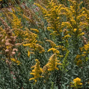 Solidago, Santa Barbara Botanic Garden