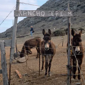 Burros, village, West San Benito Island