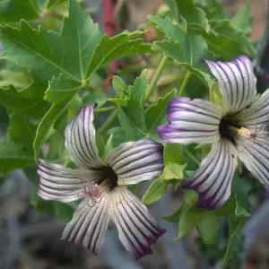 Lavatera venosa, North side, West San Benito Island