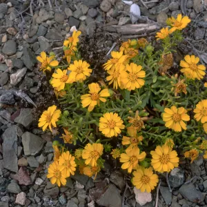 Hemizonia streesii, North side, West San Benito Island