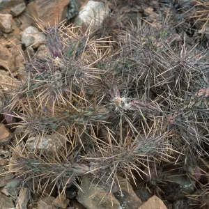 Opuntia cedrosensis, West San Benito Island