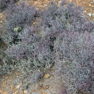 Frankenia palmeri, North side, West San Benito Island