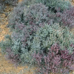 Frankenia palmeri, North side, West San Benito Island