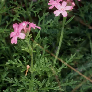 Verbena lilacina, Canyard location, Santa Barbara Botanic Garden