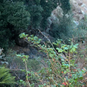 Berberis pinnata insularis, Hazard Canyon, Santa Cruz Island