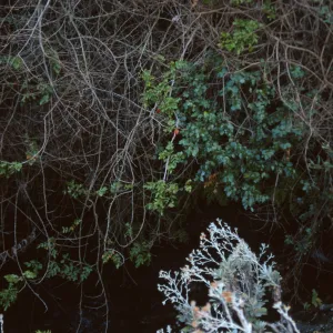 Berberis pinnata insularis, Hazard Canyon, Santa Cruz Island