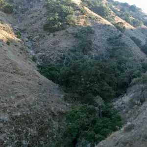 Berberis pinnata insularis, Hazard Canyon, Santa Cruz Island