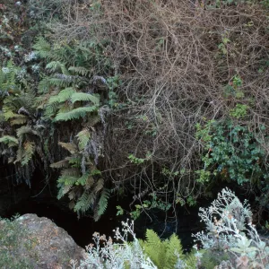 Berberis pinnata insularis, Hazard Canyon, Santa Cruz Island