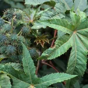 Ricinus communis, Seal Beach, Orange County