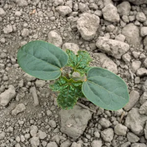 Ricinus communis seedling, Seal Beach, Orange County