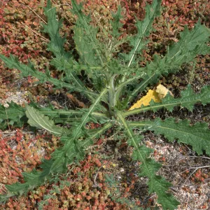 Cirsium vulgare, Seal Beach, Orange County