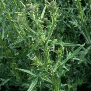 Cirsium vulgare, Seal Beach, Orange County