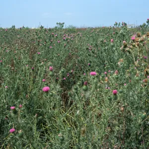Cirsium vulgare, Seal Beach, Orange County