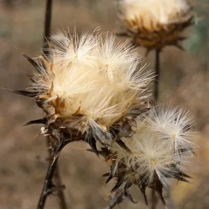 Silybum marianum, Seal Beach, Orange County