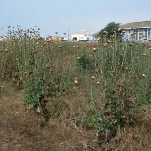 Silybum marianum, Seal Beach, Orange County