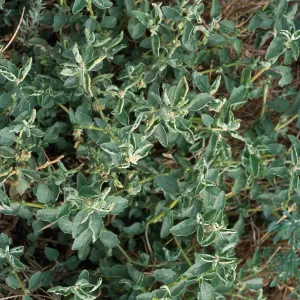 Atriplex suberecta, Seal Beach, Orange County