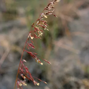 Ehrharta calycina, West Cove, Santa Cruz Island
