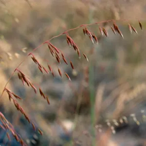Ehrharta calycina, West Cove, Santa Cruz Island