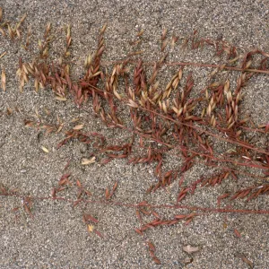 Ehrharta calycina, West Cove, Santa Cruz Island
