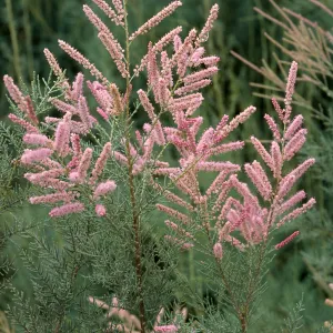 Tamarix ramosissima, El Centro, Imperial County