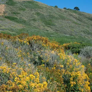 Hypericum, Pont Loma, San Diego County