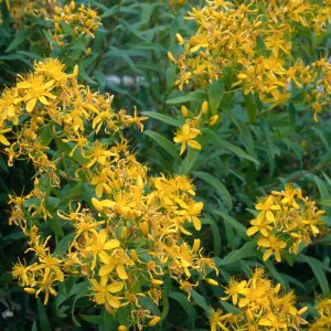 Hypericum, Pont Loma, San Diego County