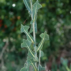 Lactuca Serriola
