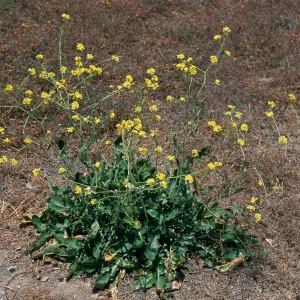 Hirschfeldia incana, North Island, San Diego County