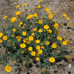 Chrysanthemum coronarium, North Island, San Diego County