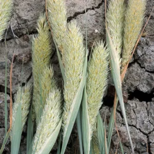 Phalaris paradoxa, North end, Santa Cruz Island