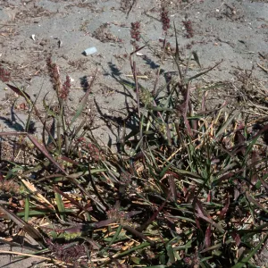 Cenchrus, North Island, San Diego County