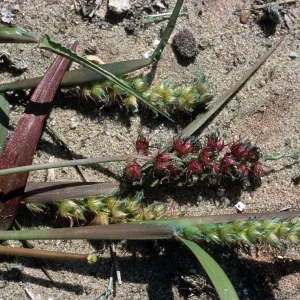 Cenchrus, North Island, San Diego County