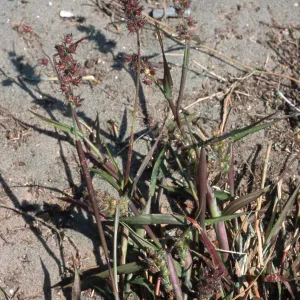 Cenchrus, North Island, San Diego County