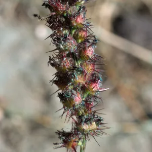 Cenchrus, North Island, San Diego County