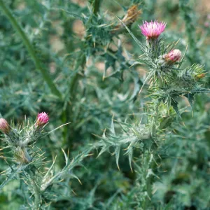 Carduus pycnocephalus, Seal Beach, Orange County