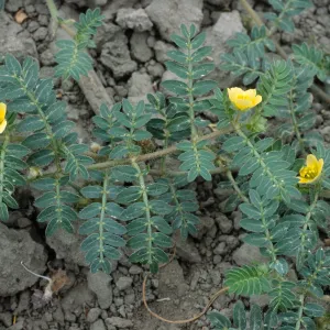 Tribulus, Seal Beach, Orange County