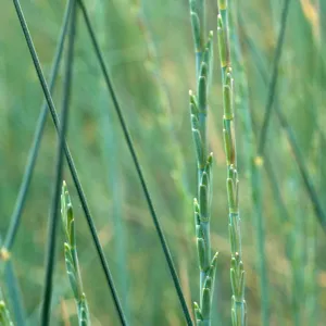Elytrigia, Seal Beach, Orange County