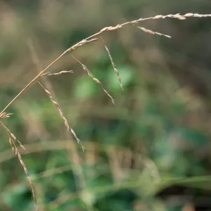 Ehrharta erecta