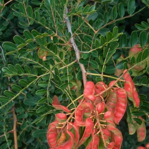 Caesalpina, Point Loma, San Diego County