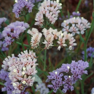 Limonium, Point Loma, San Diego County