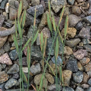Brachypodium, Point Loma, San Diego County
