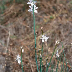 Asphodelus fistulosus, Clif Drive, Santa Barbara