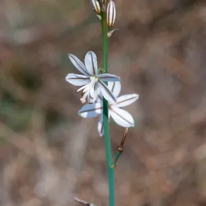 Asphodelus fistulosus, Clif Drive, Santa Barbara
