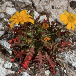 Malacothrix foliosa subsp. philbrickii, near Signal Peak, Santa Barbara Island